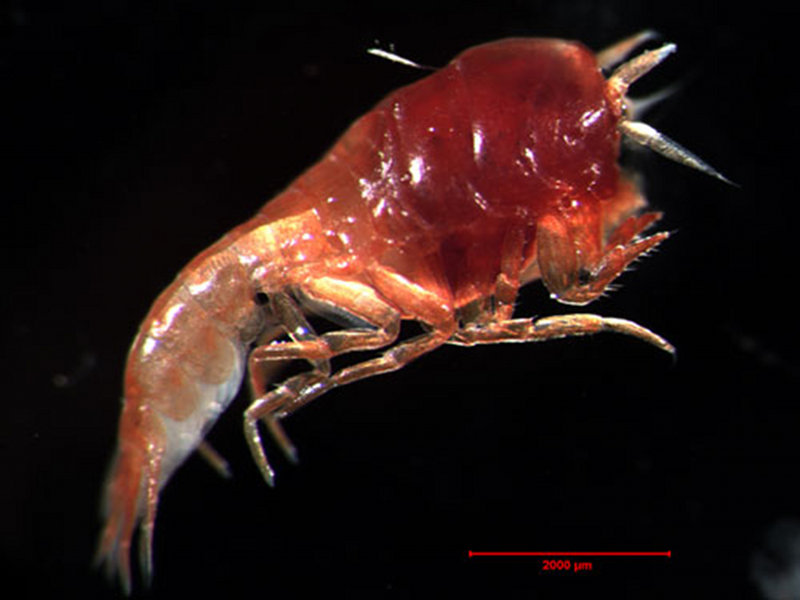 Amphipods can be common within the Arctic zooplankton community.