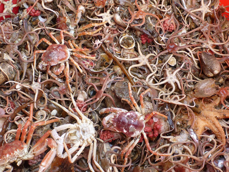 Crabs and brittle stars are common members of the benthic community in the Arctic.
