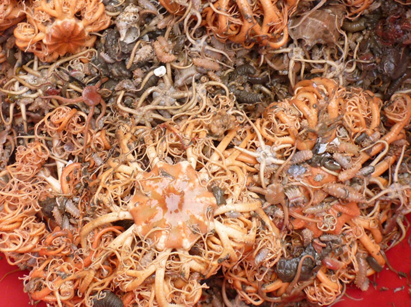 Crabs and brittle stars are common members of the benthic community in the Arctic.