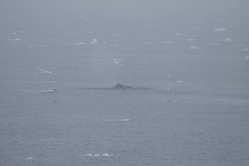 A gray whale surfaces amongst scattered sea ice.