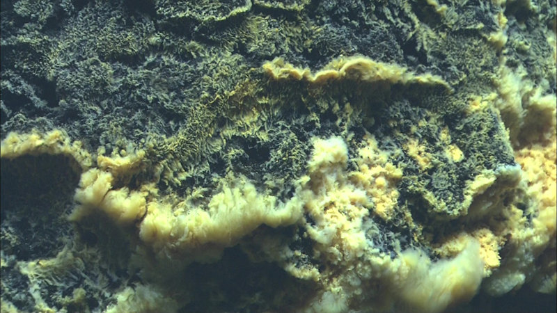 Bacterial mats with crinoids, soft corals and other organisms.
