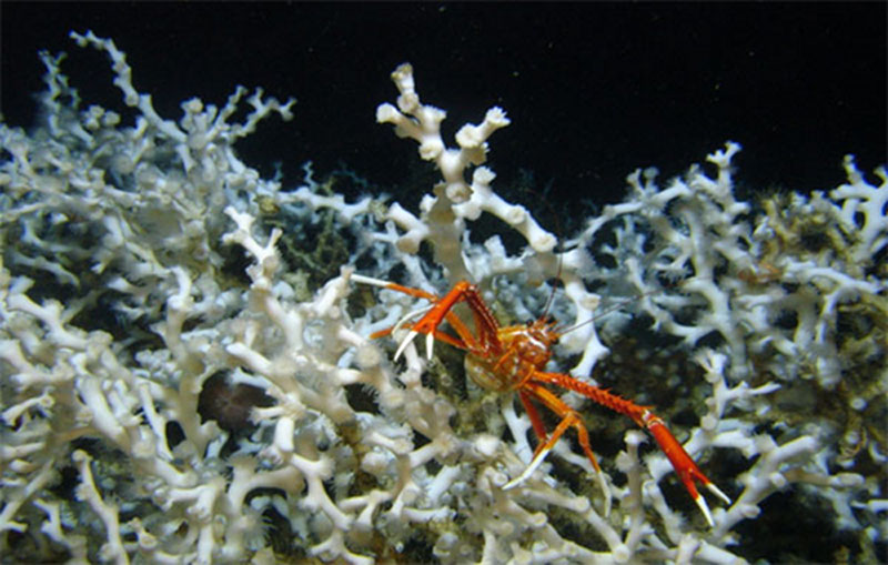 A close-up image of a single Eumunida picta squat lobster perched on a live Lophelia pertusa thicket.
