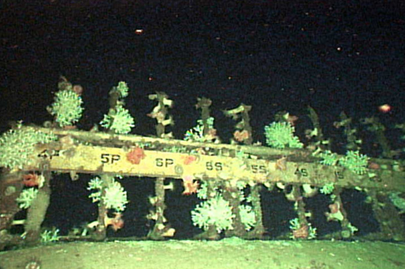 This image shows how much Lophelia corals first identified in 2003 grew since installation of the structure in 1994.