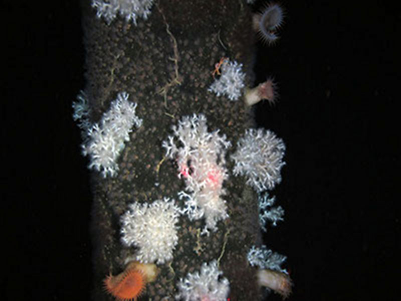 Coral seen at the Ram Powell oil platform at a depth of 995 meters.