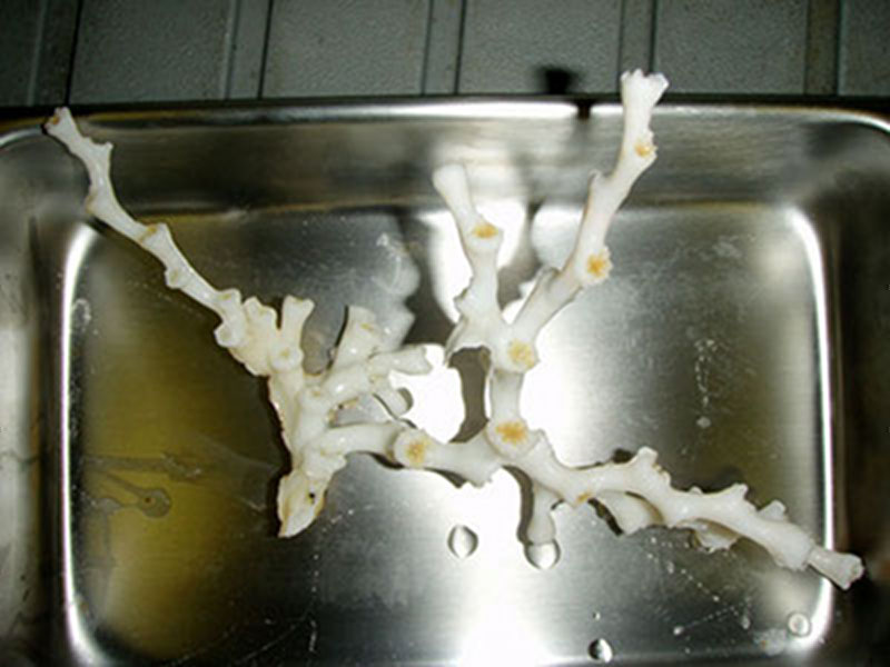 This Lophelia sample was collected during the first remotely operated vehicle dive at the Joilet platform.