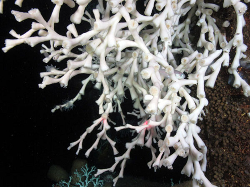 Lophelia coral growing on the Zinc subsea installation at a depth of 457 meters.