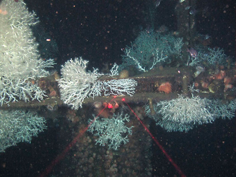 Colonies of Lophelia pertusa growing on a test piling at the subsea well installation in Mississippi Canyon. Flytrap anemones and Eumunida picta squat lobsters are also present.
