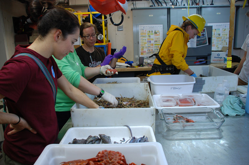 Specimens from the trawl net are taken into the wet lab and carefully sorted according to species.
