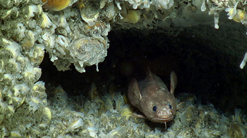 A Gaidropsarus rests under a ledge covered in live chemosynthetic mussels during the Mid-Atlantic seep dive.