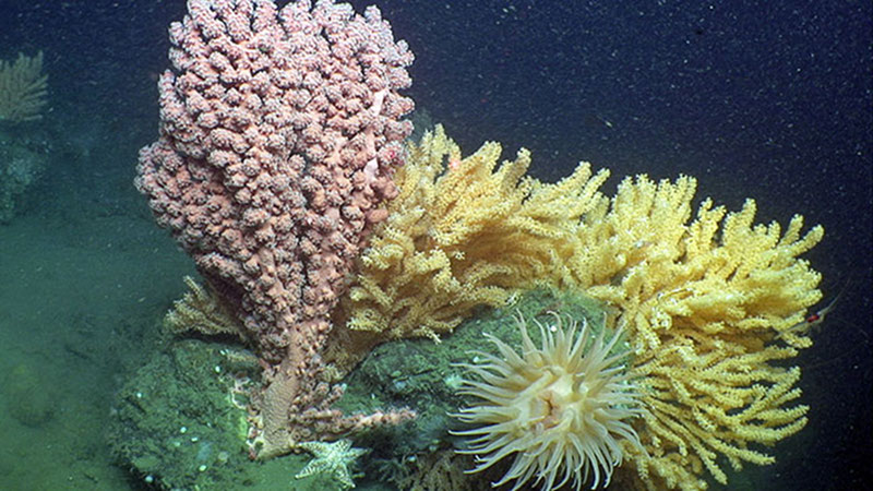 Red bubblegum coral (Paragorgia) and several colonies of Primnoa occupy a boulder in close proximity to an anemone and sea star.