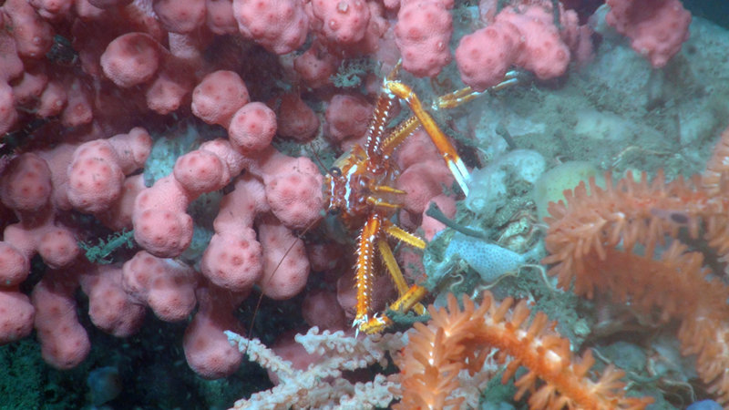 A squat lobster makes its home among various deep-sea corals. Though most galatheoids share a similar body structure and general appearance, there are many different species.