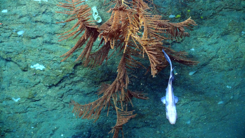 A black coral growing on a vertical wall in Norfolk Canyon. Black corals are named for the color of their skeleton, while their tissues take on vibrant hues ranging from red to yellow or white. One family of black corals, Leiopathes, has been found to survive over 4,000 years, making them among the longest-lived organisms on the planet.