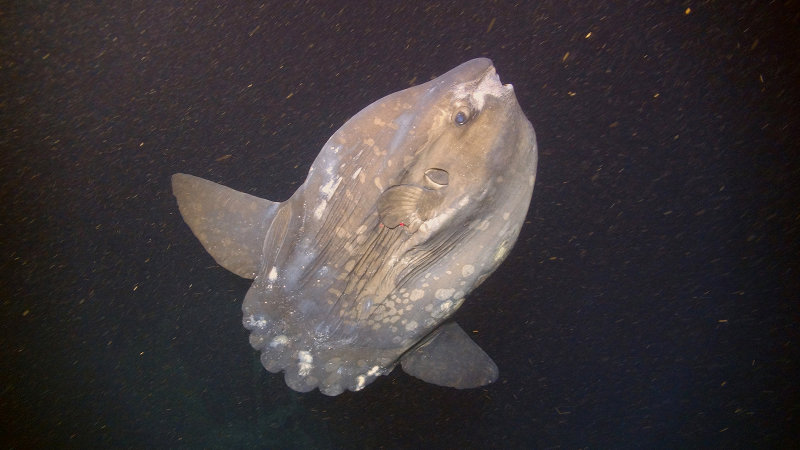 A Mola mola, or ocean sunfish, stops by for a visit during one of the dives of the Pathways to the Abyss cruise.