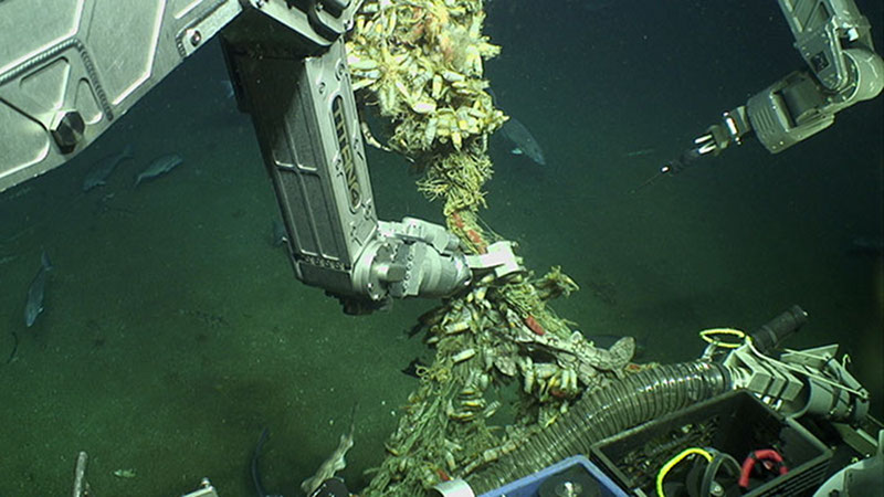 After careful consultation with the CO of NOAA Ship Ronald H. Brown, ROV Jason prepares to cut free an abandoned fishing net suspended by floats from a shipwreck to allow for better navigation during mosaicing.