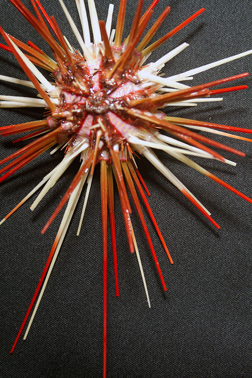 Coelopluerus sp., urchin collected with the Jason II remotely operated vehicle.