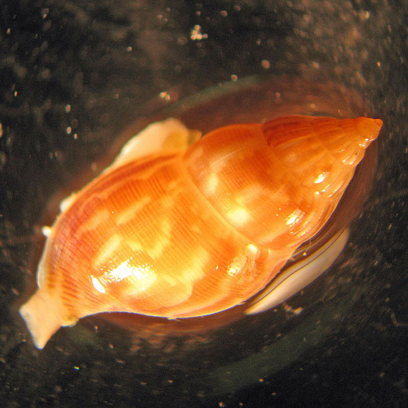 An unidentified gastropod (Family: Columbellidae) collected with Jason’s suction sampler