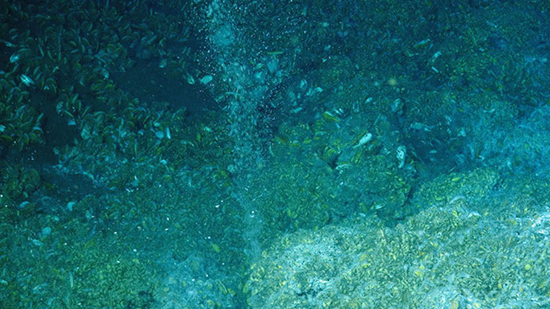Methane gas bubbles rise from the seafloor