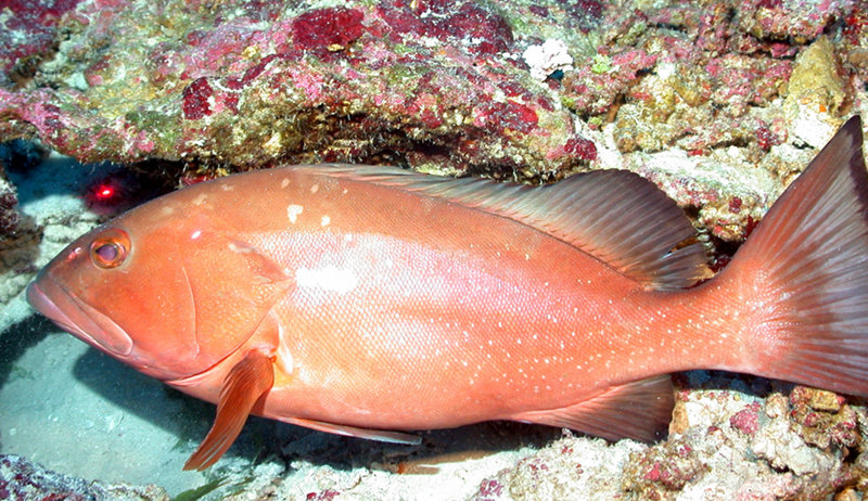 An excellent example of a red grouper (Epinephelus morio).