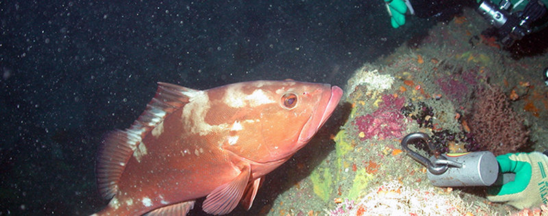 Red grouper checks out a diver.