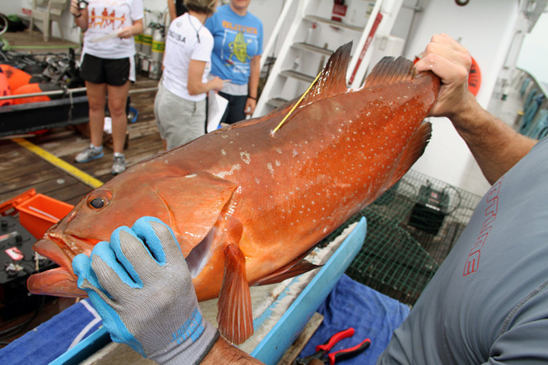 This beautiful red grouper was fitted with a tag before being returned to the depths.
