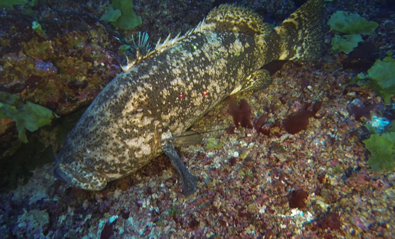 The mighty goliath grouper (Epinephelus itajara).