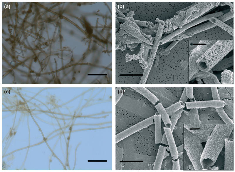 Micrographs showing the overall similarity between representative samples of marine and freshwater sheaths inside microbial mats. The top panels show (a) a light micrograph of a sample taken from a hydrothermal vent with a syringe sampler (J2-481-BS4) and (b)  a scanning electron microscope (SEM) image of this sample that shows the fine structure of the sheaths. The lower panels show a sample taken from a local freshwater iron-seep in Maine morphologically dominated by Leptothrix ochracea: (c) a light micrograph and (d) an SEM image showing fine structure of the sheaths. Scale bars for a and c are 15 µm; b and d 5 µm with panel insets 1 µm.