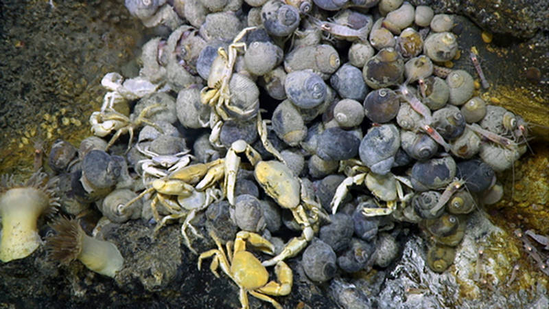 Snails, crabs, shrimp, and anemonies compete for space at Snail Vent hydrothermal site.