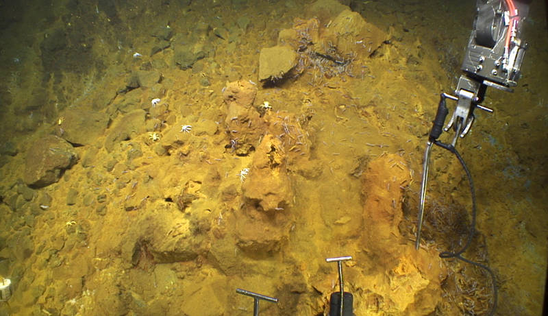 The Jason manipulator arm measures the temperature of a diffuse hydrothermal vent.