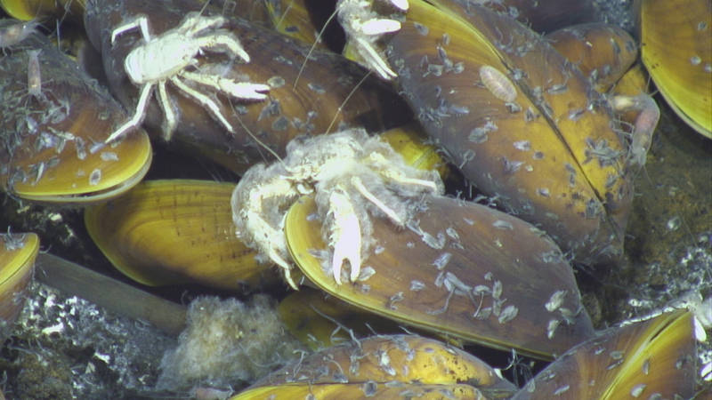 Squat lobsters, shrimp, and scaleworms crawl on mussels.