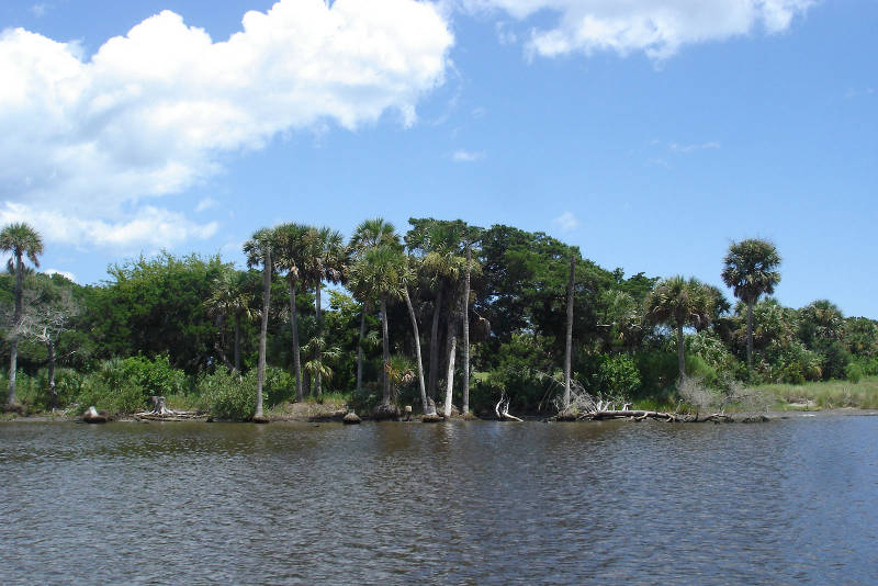 Stretches of undeveloped Florida wilderness.