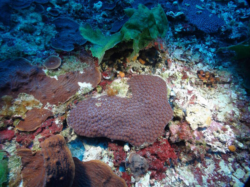 Coral reefs are declining in many areas of the Wider Caribbean.