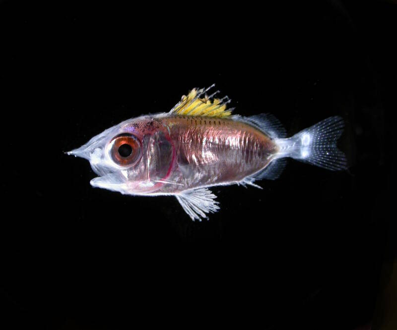 A larval squirrelfish of the Family Holocentridae. Larval fish are sampled using plankton nets or light traps.