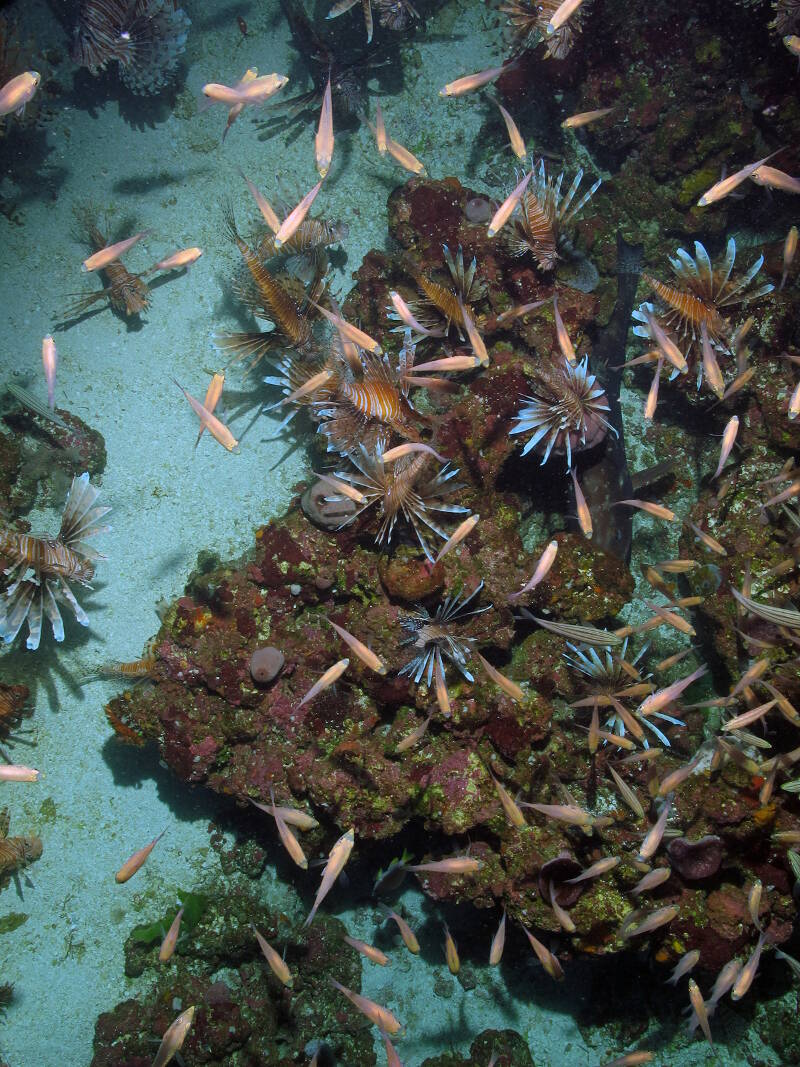 The invasive Lionfish has been found in increasing numbers at Red Grouper pits at Pulley Ridge. A quick count at one pit revealed 67 of the venomous Pacific species, raising serious questions for the scientists on the cruise.
