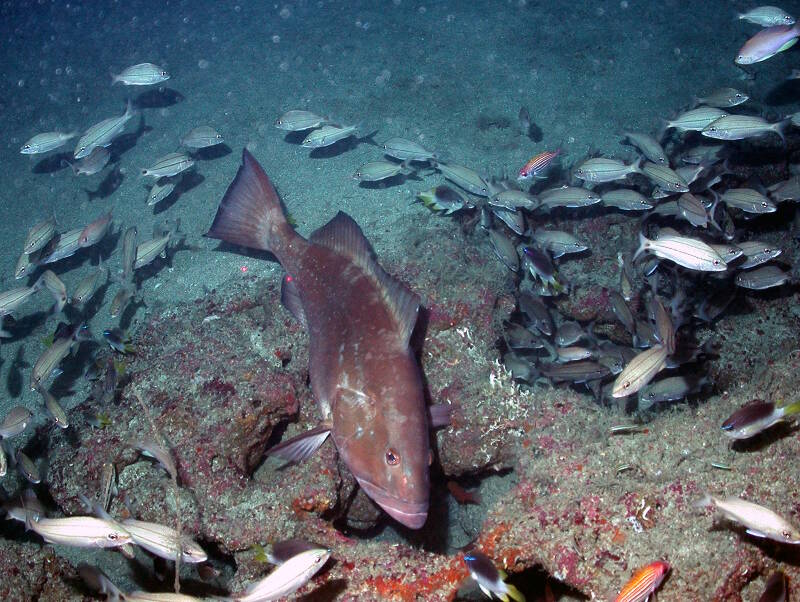 Many fish species, coral, algae and invertebrates take up residence in Red Grouper pits.