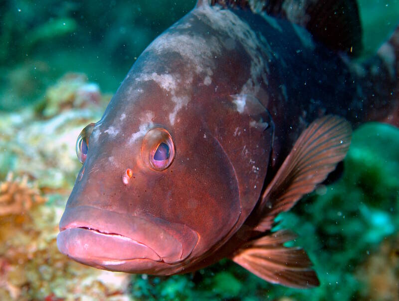 The industrious Red Grouper establishes complex habitat on the seafloor along Pulley Ridge.