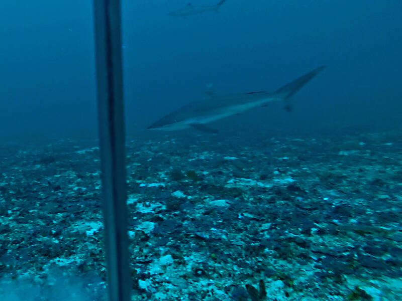 A pair of Silky sharks glide by a ‘Revolution’ survey device in this picture taken from video.