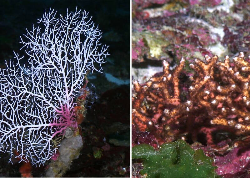 Examples of corals commonly found on Pulley Ridge.