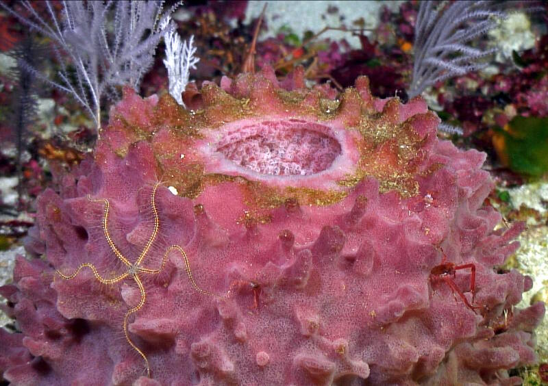 Close up of a giant barrel sponge, Xestospongia muta.