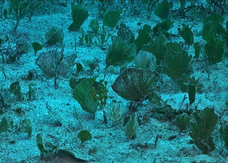 A diverse coral reef dominated by the hard coral, Montastraea cavernosa.