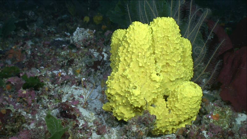 A high diversity of plants and animals including sponges.