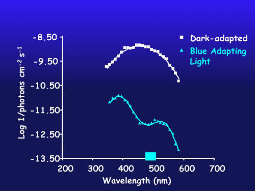 Spectral sensitivity in a species with putative blue and violet visual pigments.