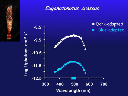 Spectral sensitivity in a species with a single blue visual pigment.