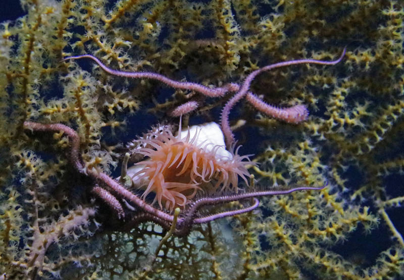 A pink sea anemone and two brittle stars on a branching coral.