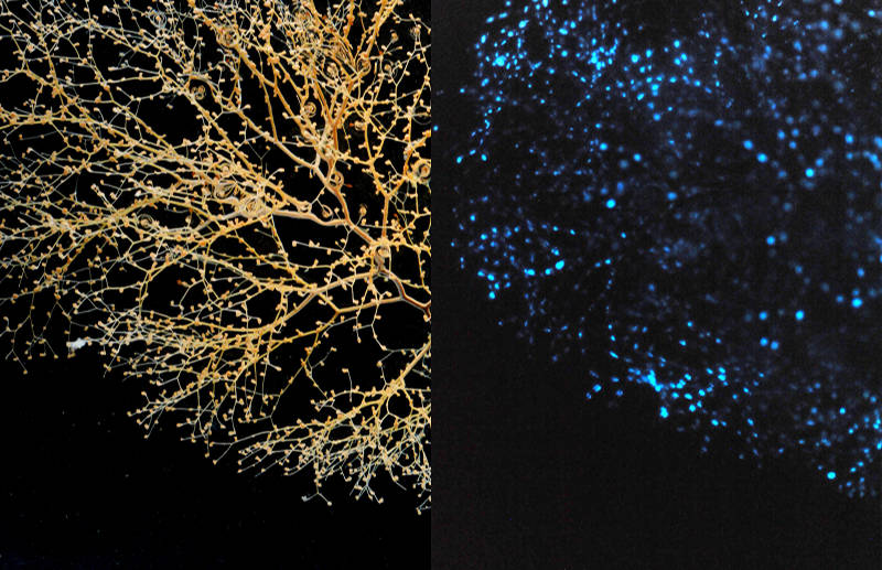 The coral, Chrysogorgia, under regular white light (left) and with bioluminescence (right).
