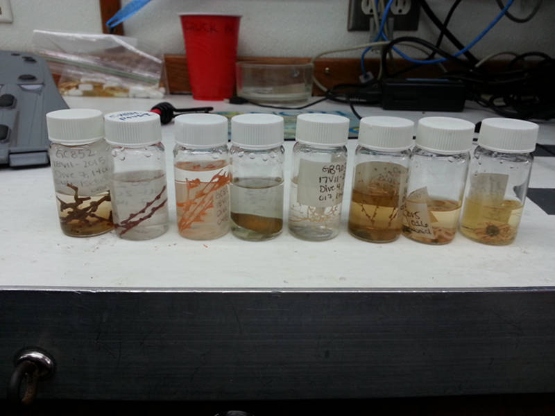 Example of some specimens preserved in 70 percent ethanol.