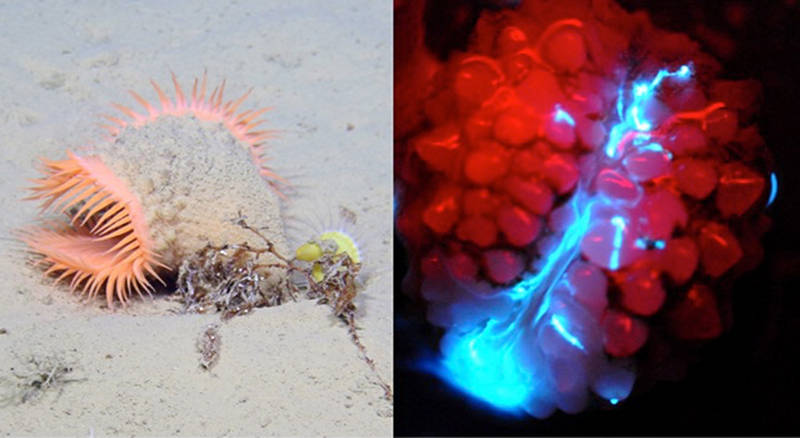 In situ photograph of a hormathiid anemone and image of light emitted from the same animal.