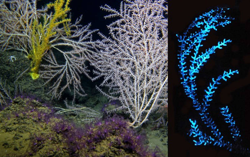 In situ photograph of a number of deep-sea coral and anemones and blue light emitted from a branch of the same bamboo coral.