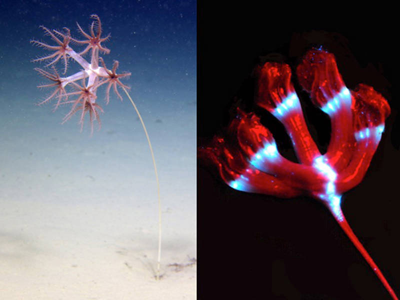 In situ photograph of a sea pen and photo of light emitted from the same animal.