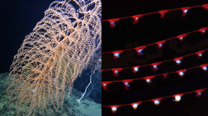 Figure 6: (Left) in situ photograph of a coral called Iridogorgia. (Right) Light emitted from a few branches of the same animal. Note that it is confined to the polyps.