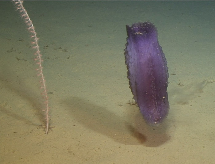 Swimming elasipod holothuroid (sea cucumber)